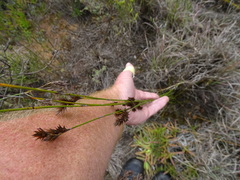Thamnochortus insignis