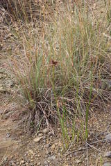Cyperus marginatus