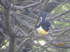 Petroica macrocephala