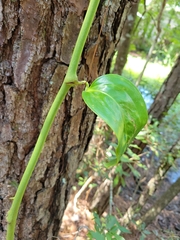 Smilax smallii