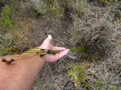 Thamnochortus insignis