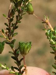 Agathosma cerefolium