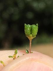 Agathosma cerefolium