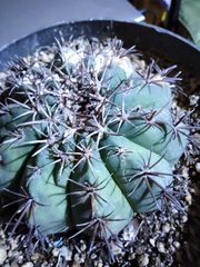 Melocactus matanzanus
