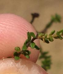 Agathosma cerefolium