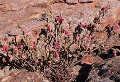 Erica strigilifolia rosea