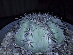 Melocactus matanzanus