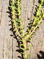 Agathosma cerefolium