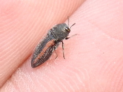 Acmaeodera robigo