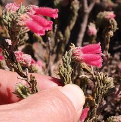 Erica strigilifolia rosea