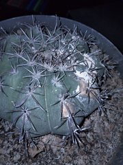 Melocactus matanzanus