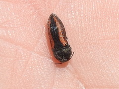 Acmaeodera robigo
