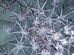 Melocactus matanzanus