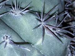 Melocactus matanzanus