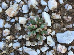 Argyroderma fissum
