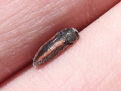 Acmaeodera robigo