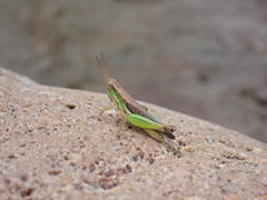 Spathosternum prasiniferum