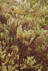 Euryops annae