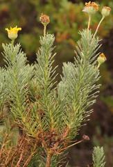 Euryops annae