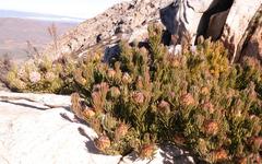 Leucadendron dregei