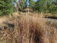 Psathyrostachys juncea