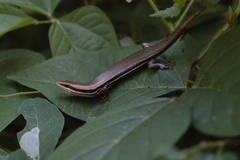 Marisora aquilonaria