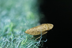 Aphrodinae