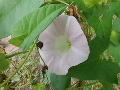 Calystegia sepium spectabilis