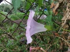 Calystegia sepium spectabilis