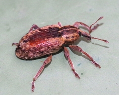 Hypera postica