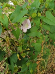 Calystegia sepium spectabilis