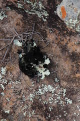 Xanthoparmelia hottentotta