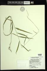 Muhlenbergia tenuiflora