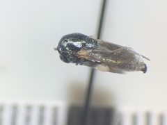 Orthonevra bellula
