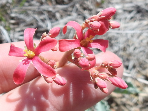 Image of Jatropha cathartica by (c) Sam Kieschnick, some rights reserved (CC BY)