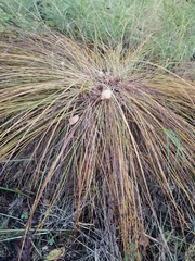 Carex nigra juncea