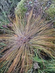 Carex nigra juncea