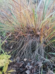 Carex nigra juncea