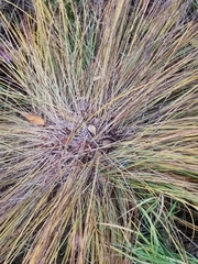 Carex nigra juncea
