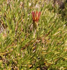 Gazania caespitosa
