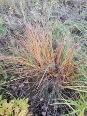 Carex nigra juncea