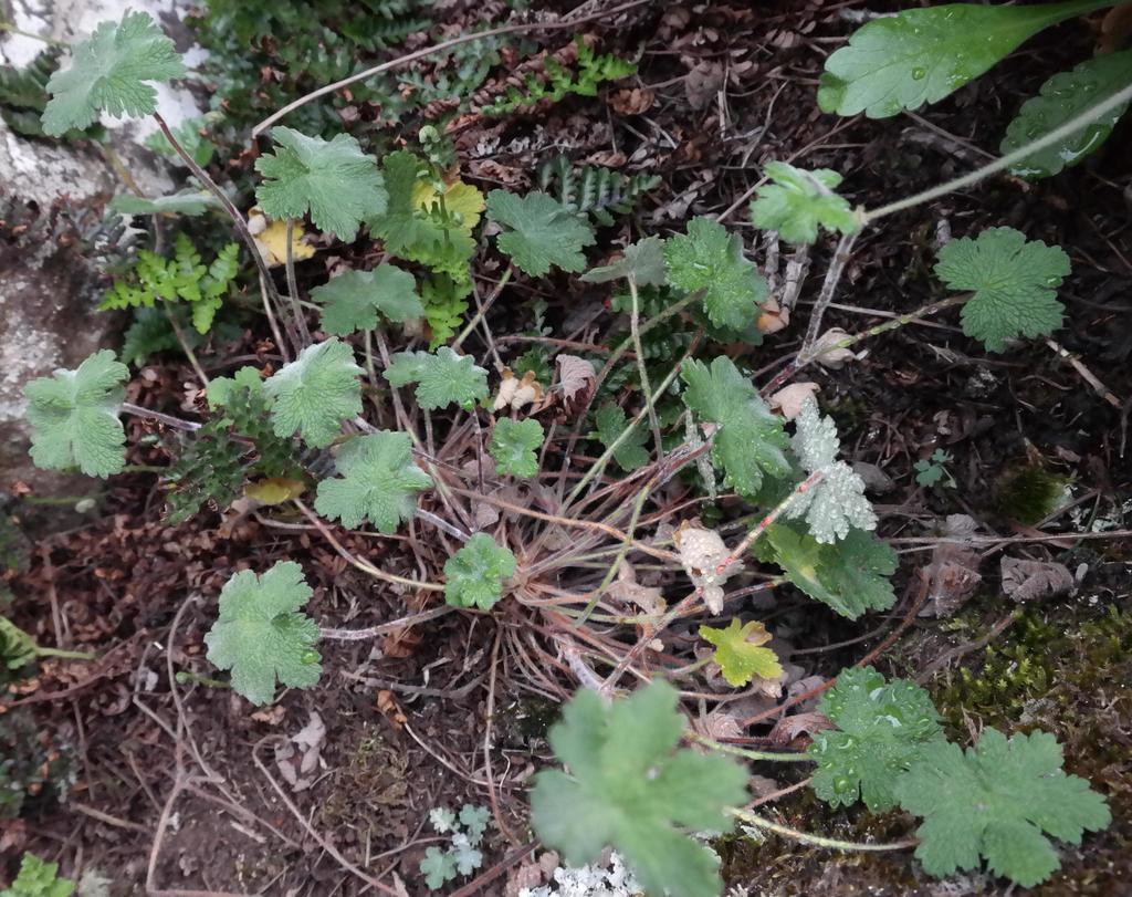 Geranium baurianum