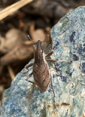 Coniocleonus pelletii