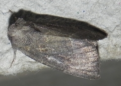 Papaipema nebris