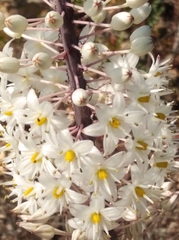 Drimia numidica