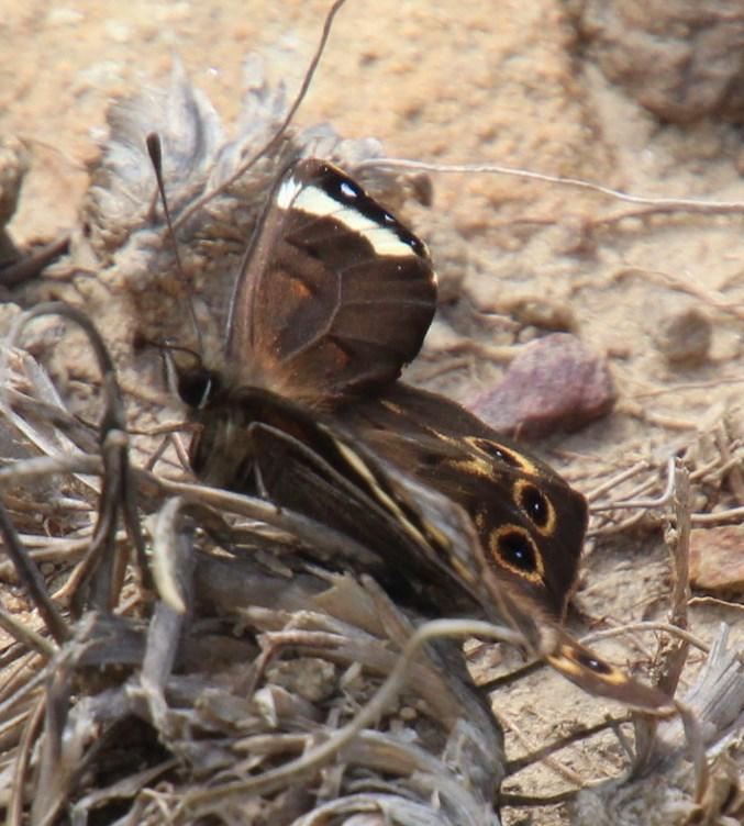 Large Widow