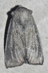 Papaipema nebris