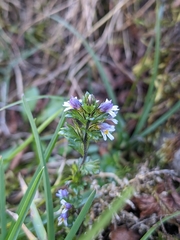 Euphrasia minima