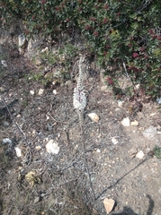 Drimia numidica