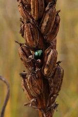 Chrysolina graminis